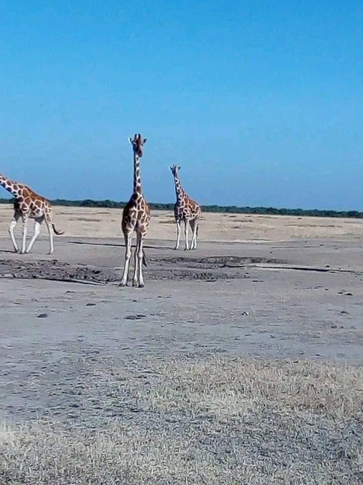 Giraffes standing on an open savanna plain