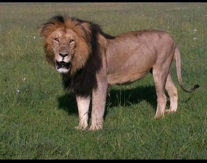 A male lion standing on the savanna